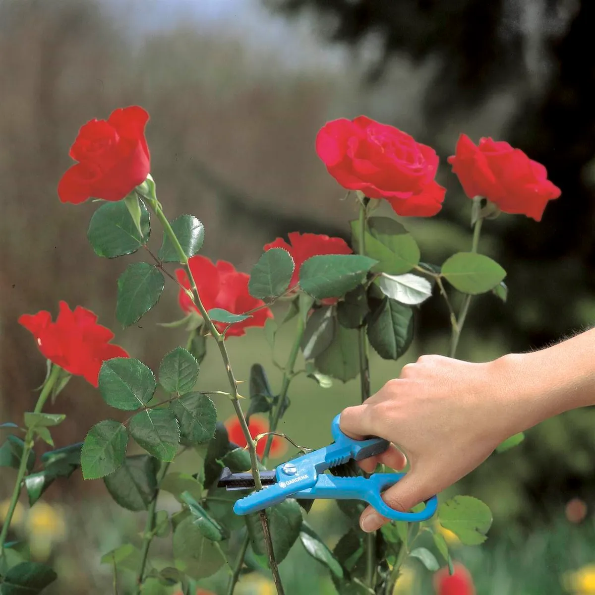 Tijera para Rosas — foto 2